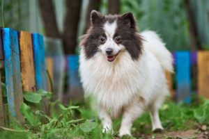 le spitz nain ou loulou de pomeranie - supercroquettes